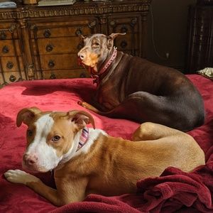 Meet your Posher, Ronald